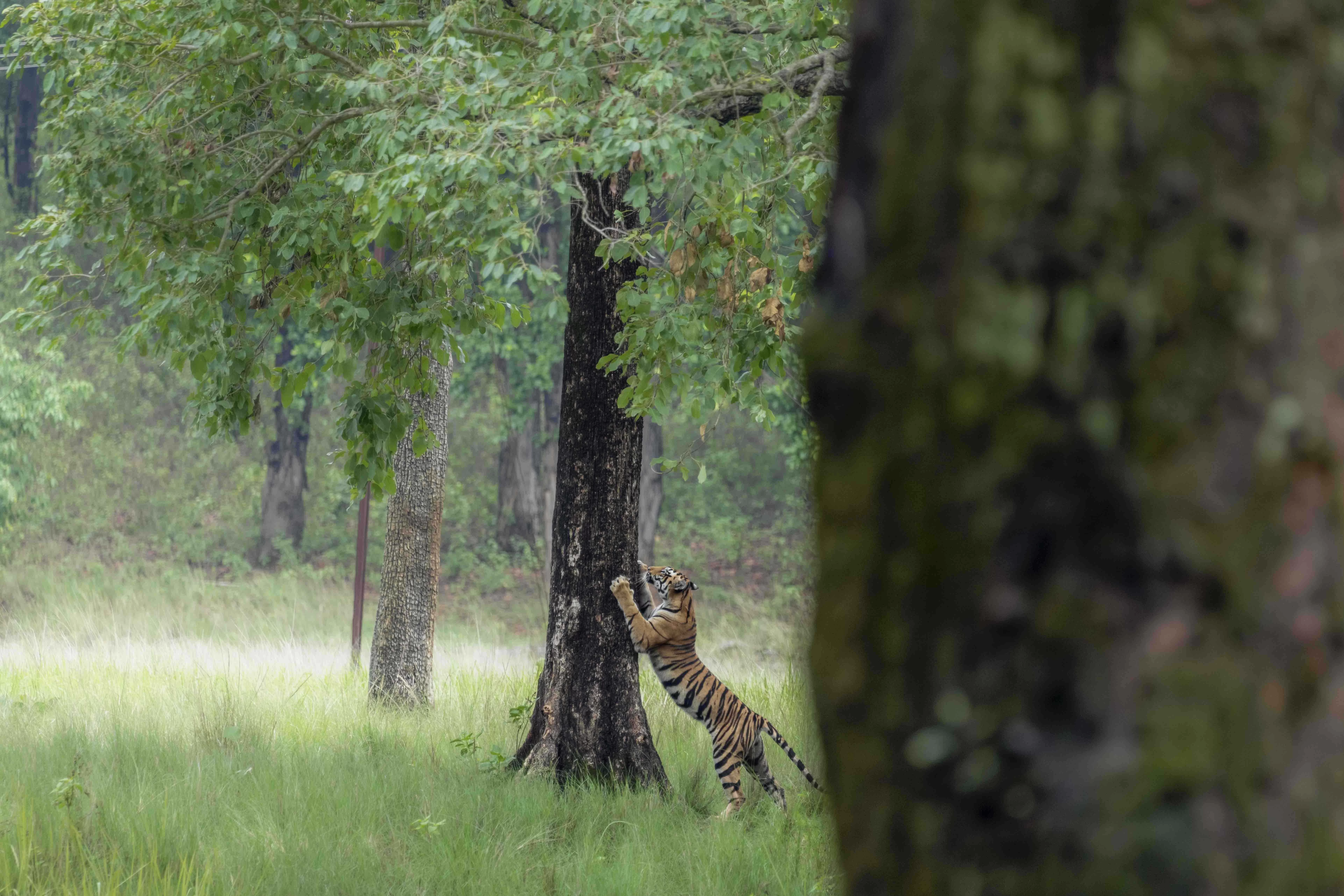 Travel route from Jabalpur to Kanha National Park with forest scenery and accommodation options