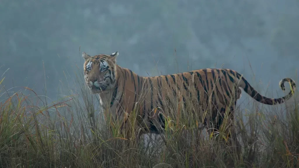 Kanha Jungle Safari booking guide with tiger safari, permit process, safari zones, and travel tips in Kanha National Park