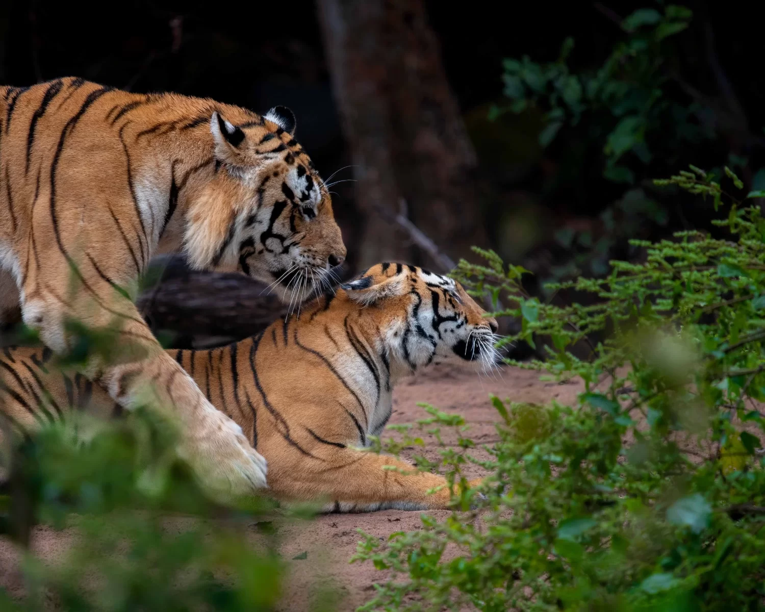 Kanha jungle safari tiger sighting