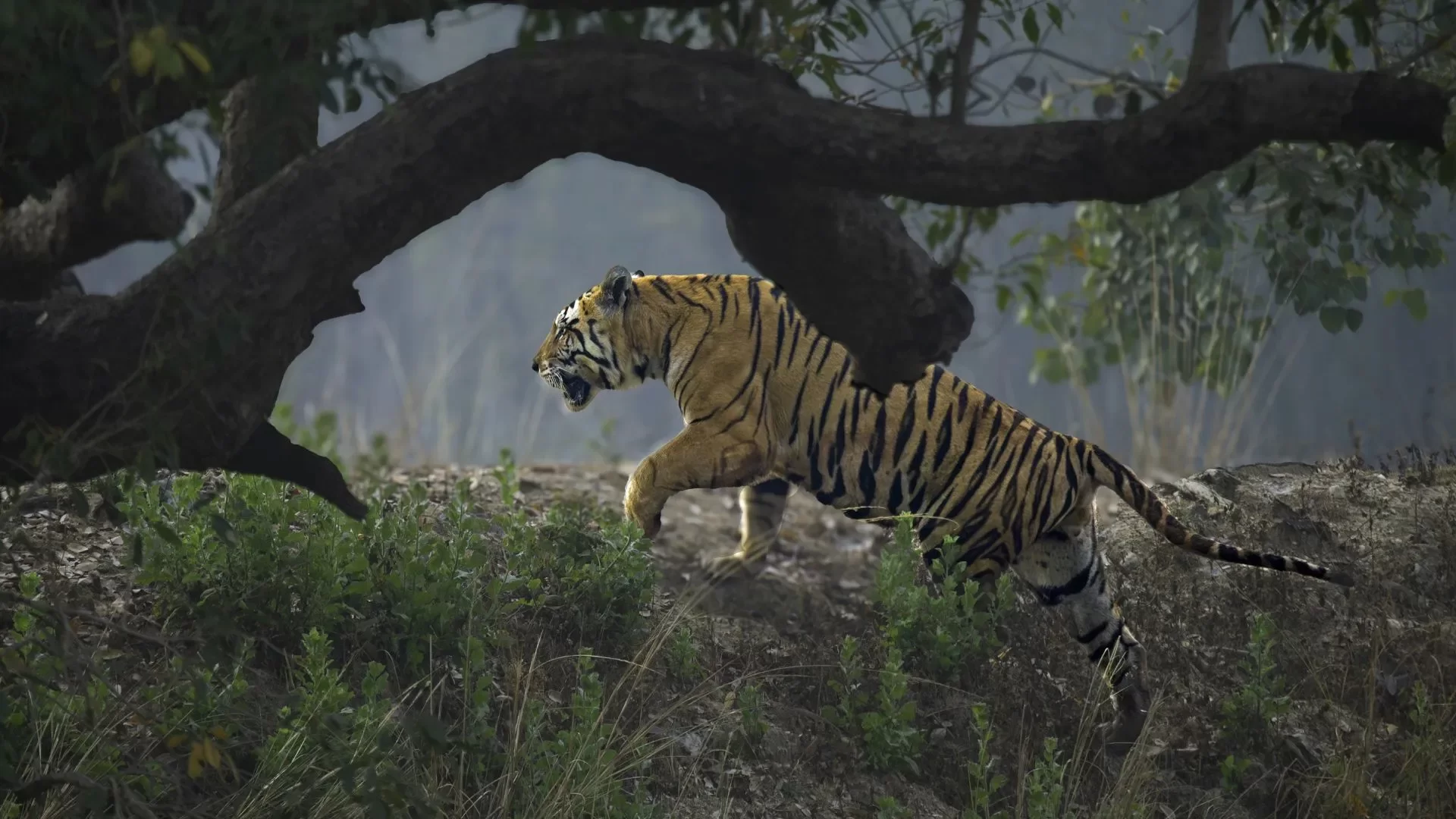 Kanha National Park safari gates and zones map with Khatia, Mukki, Kisli, and Sarhi entry guide for jungle safari visitors