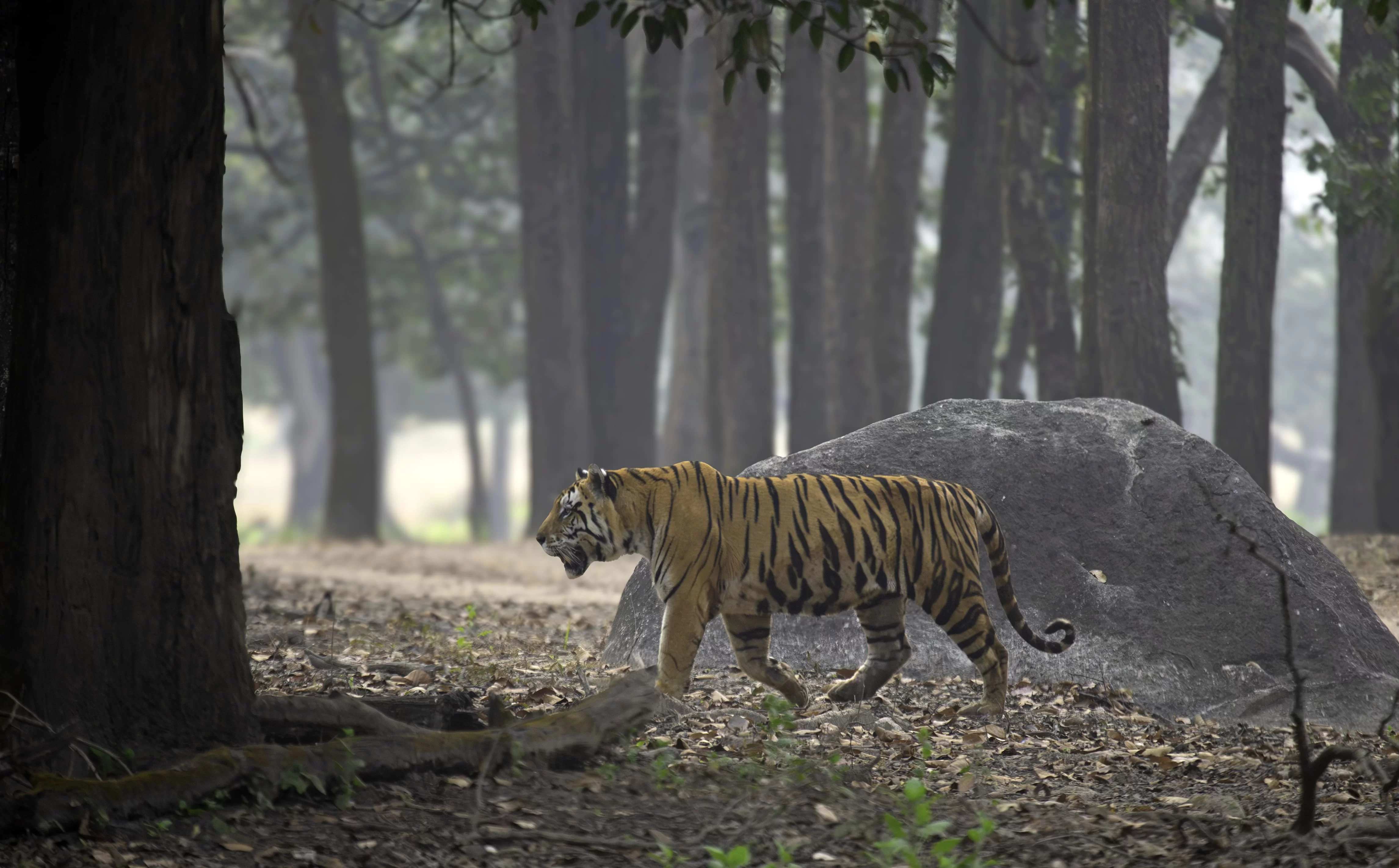 Kanha National Park tour packages with jungle safari and wildlife experience