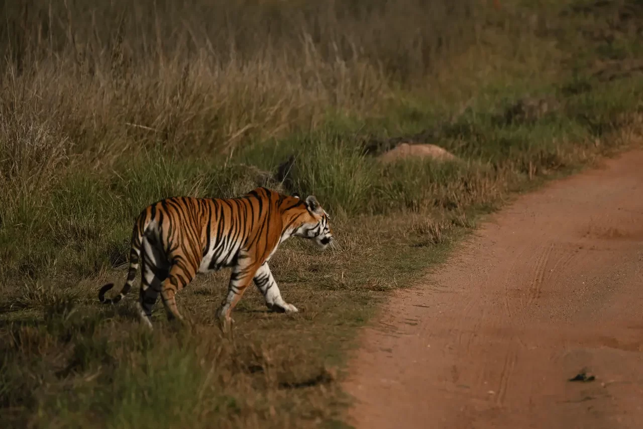Kanha National Park Wildlife Safari Guide