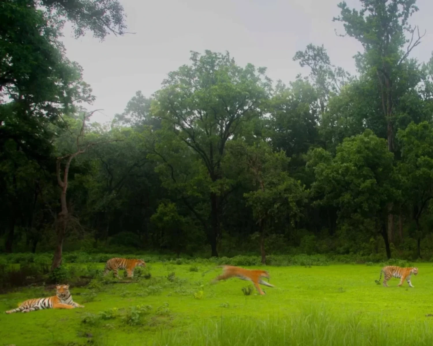 Kanha Jungle Safari wildlife experience in Kanha National Park, Madhya Pradesh