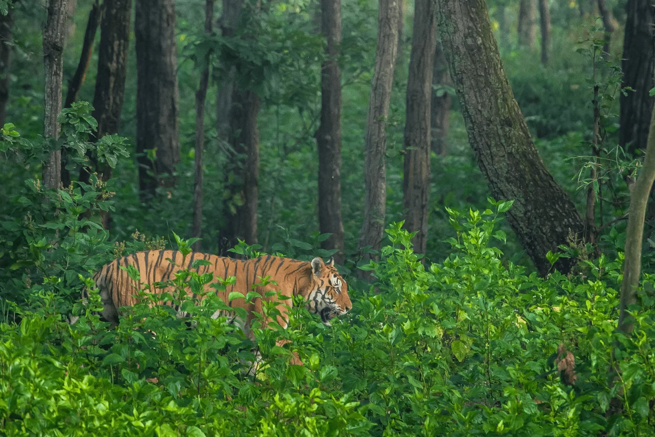 Popular gates in Kanha National Park for jungle safari booking