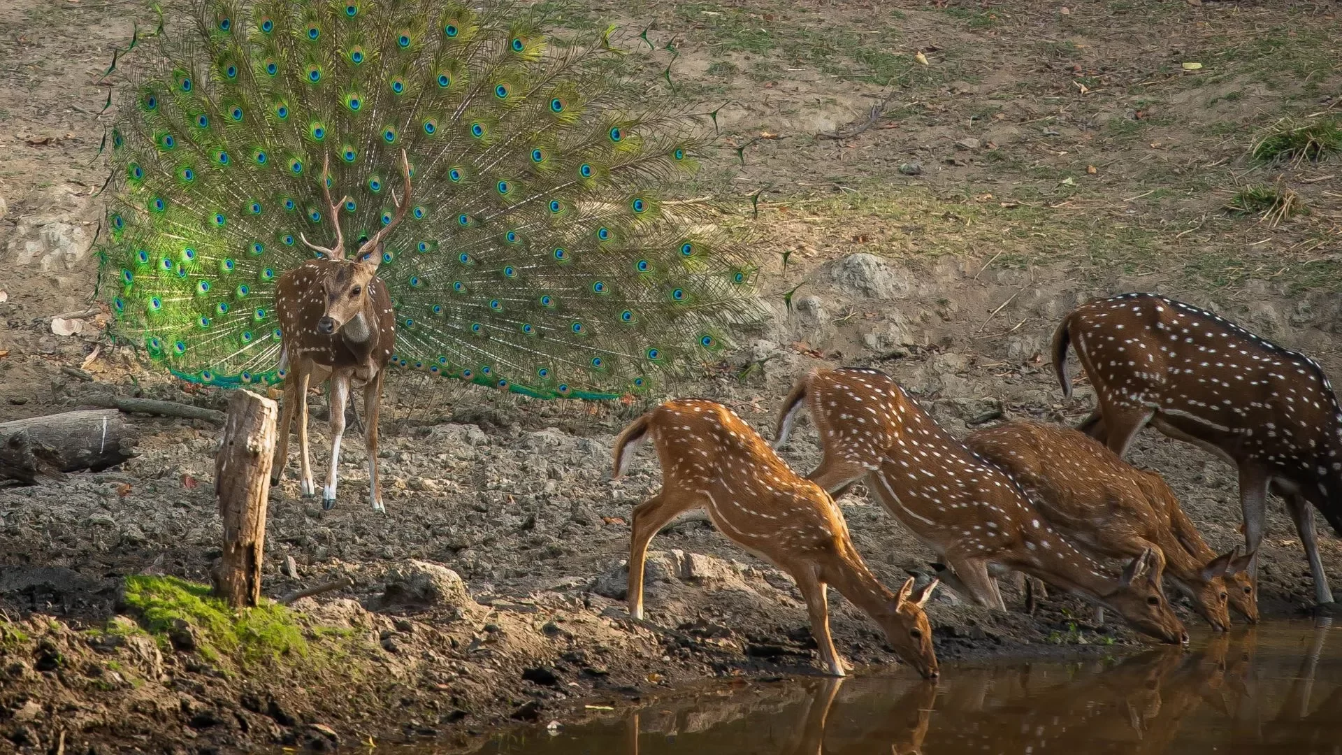 Kanha Forest Wildlife