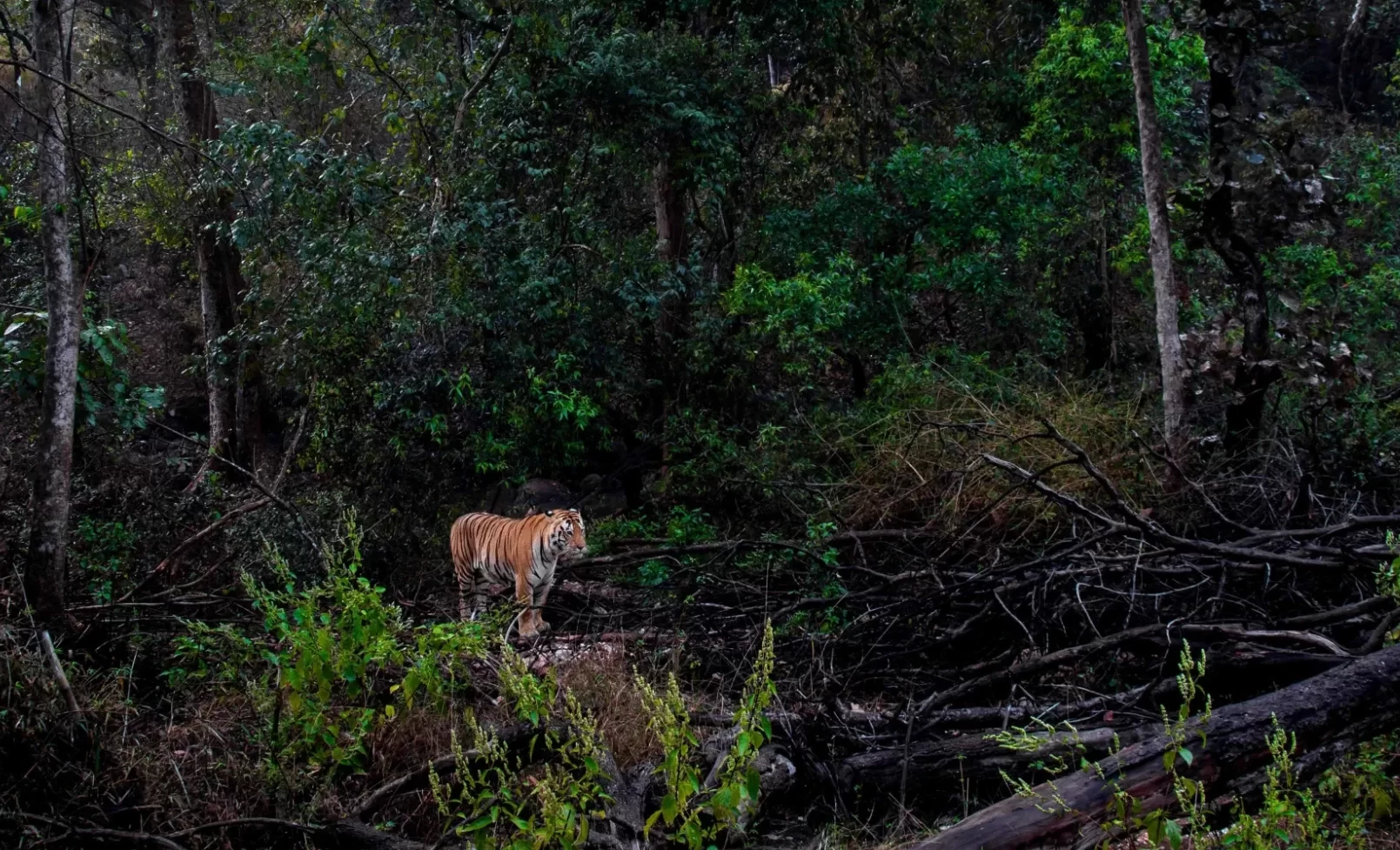 Kanha Leisure Tour Package 2 Nights 3 Days