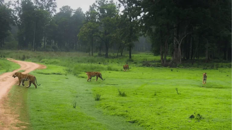 Kisli & Sarhi Zone – Kanha Safari Tour Package (2N / 3D)