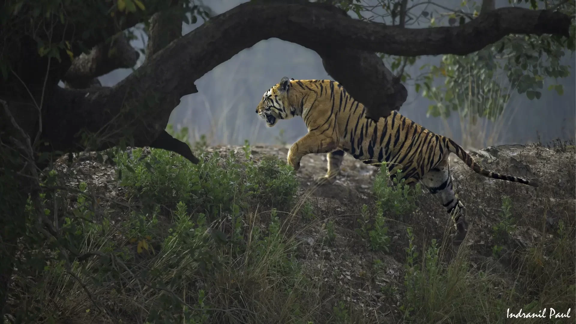 Pench Kanha Safari Tour Package 4 Nights 5 Days