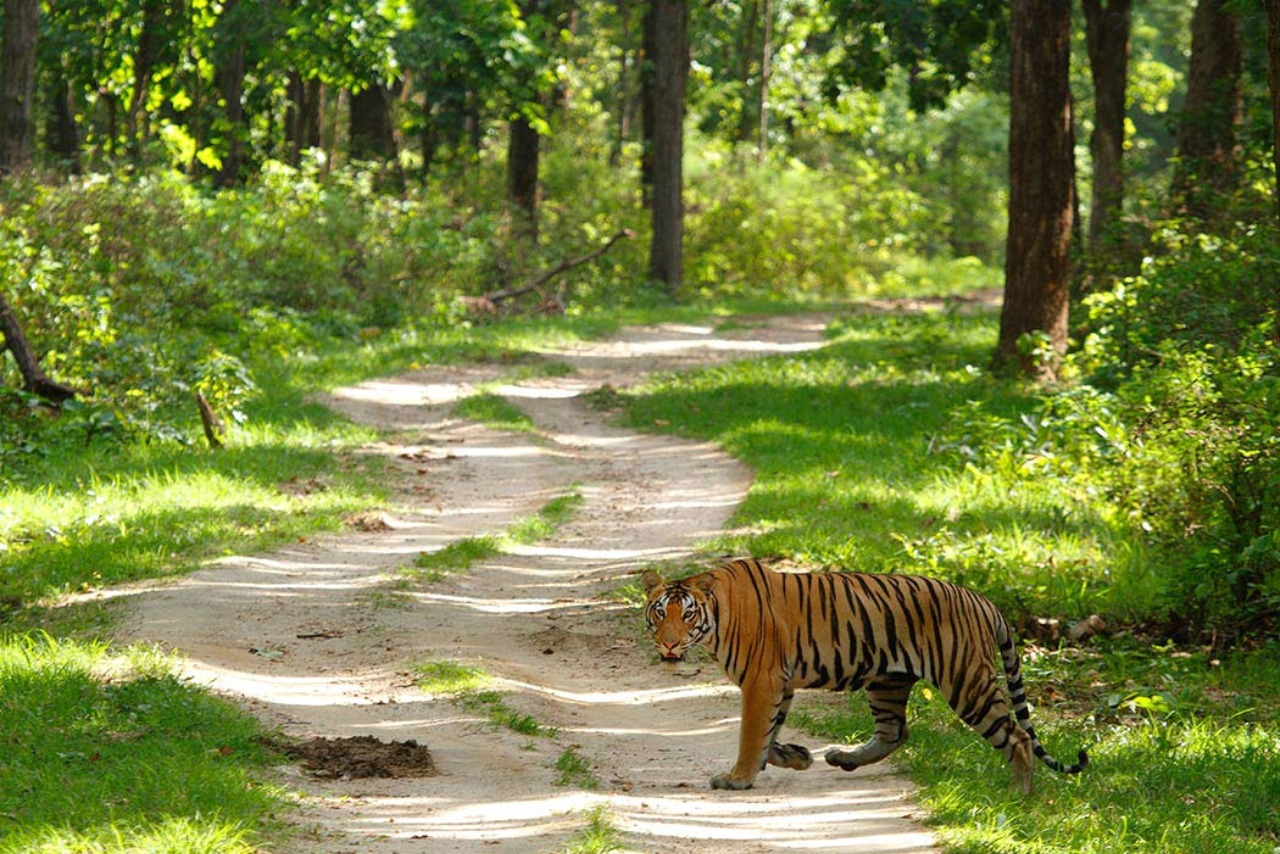 Best Time for Kanha National Park Safari