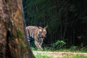 Kanha National Park Safari