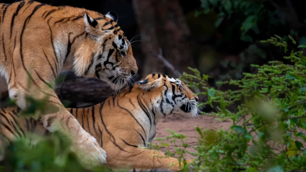 Tiger Sighting In Kanha National Park