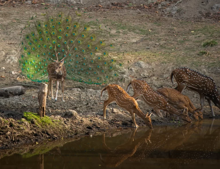 pench kanha safari tour package