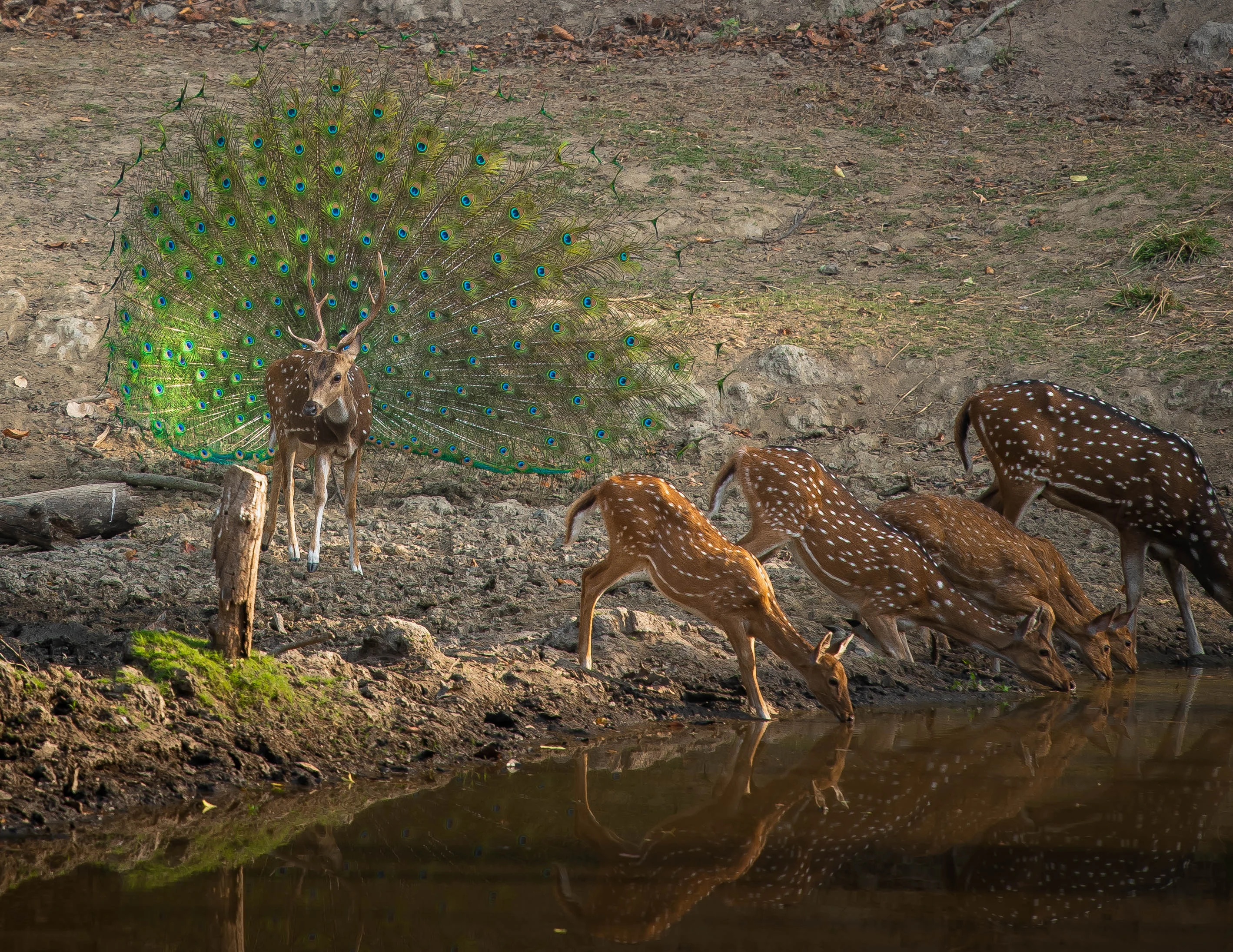 pench kanha safari tour package