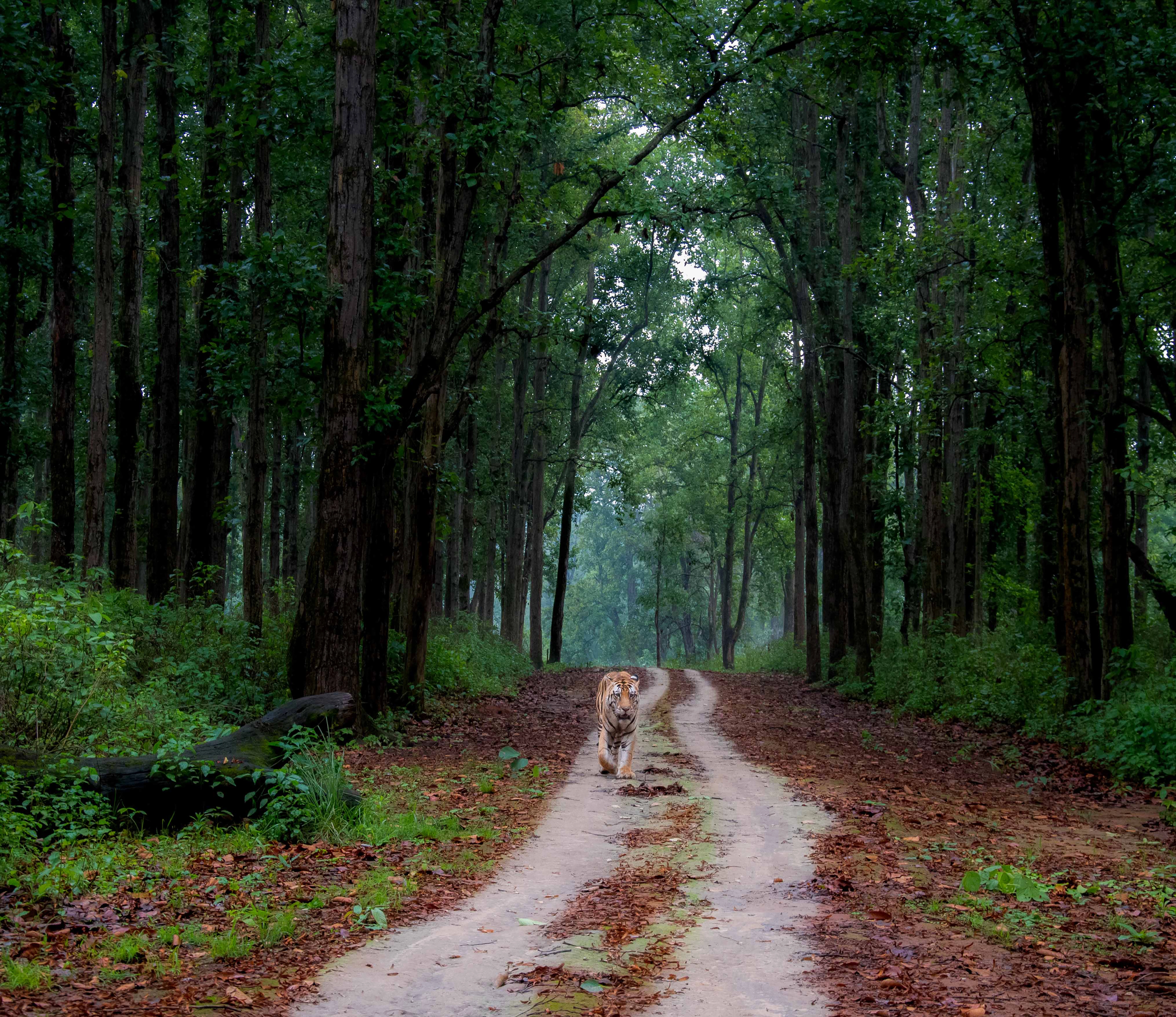 Flavours of Kanha