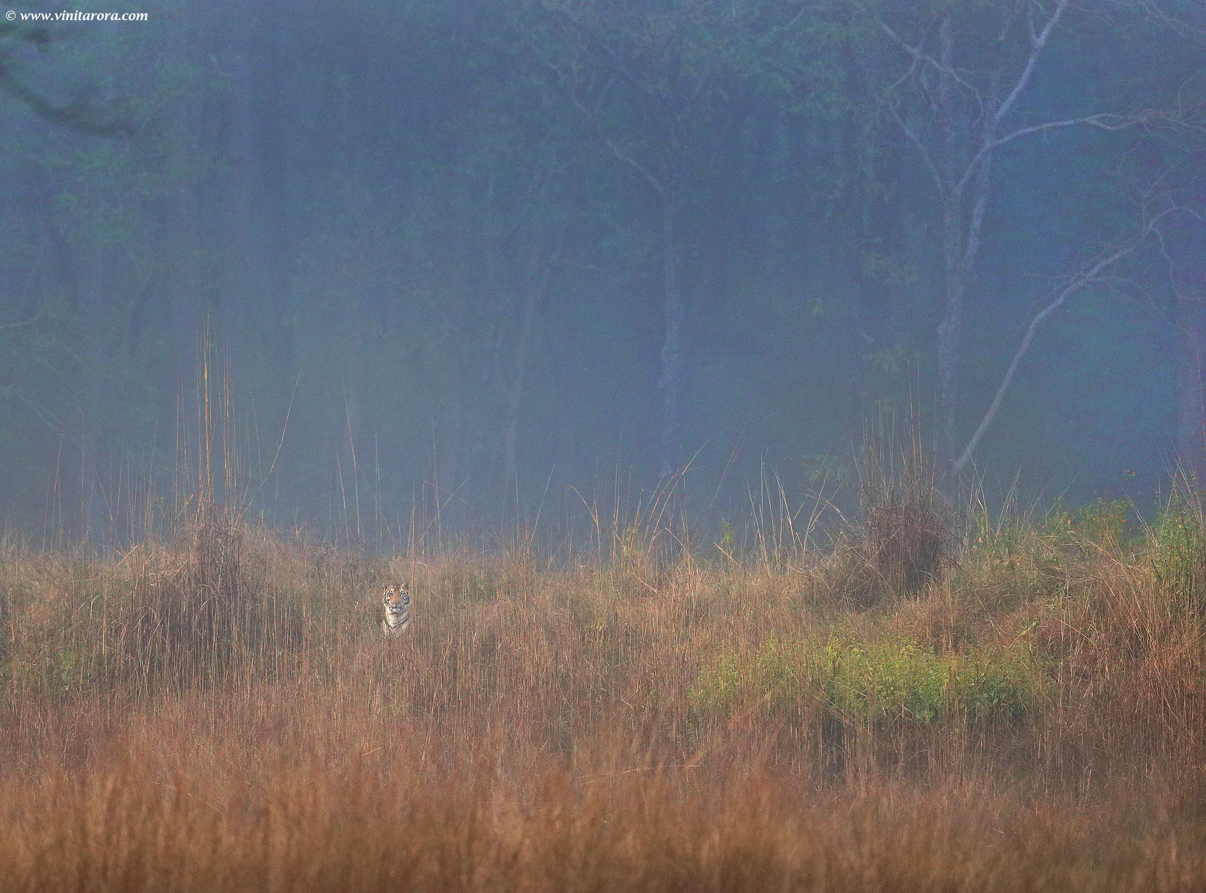 Pench Kanha