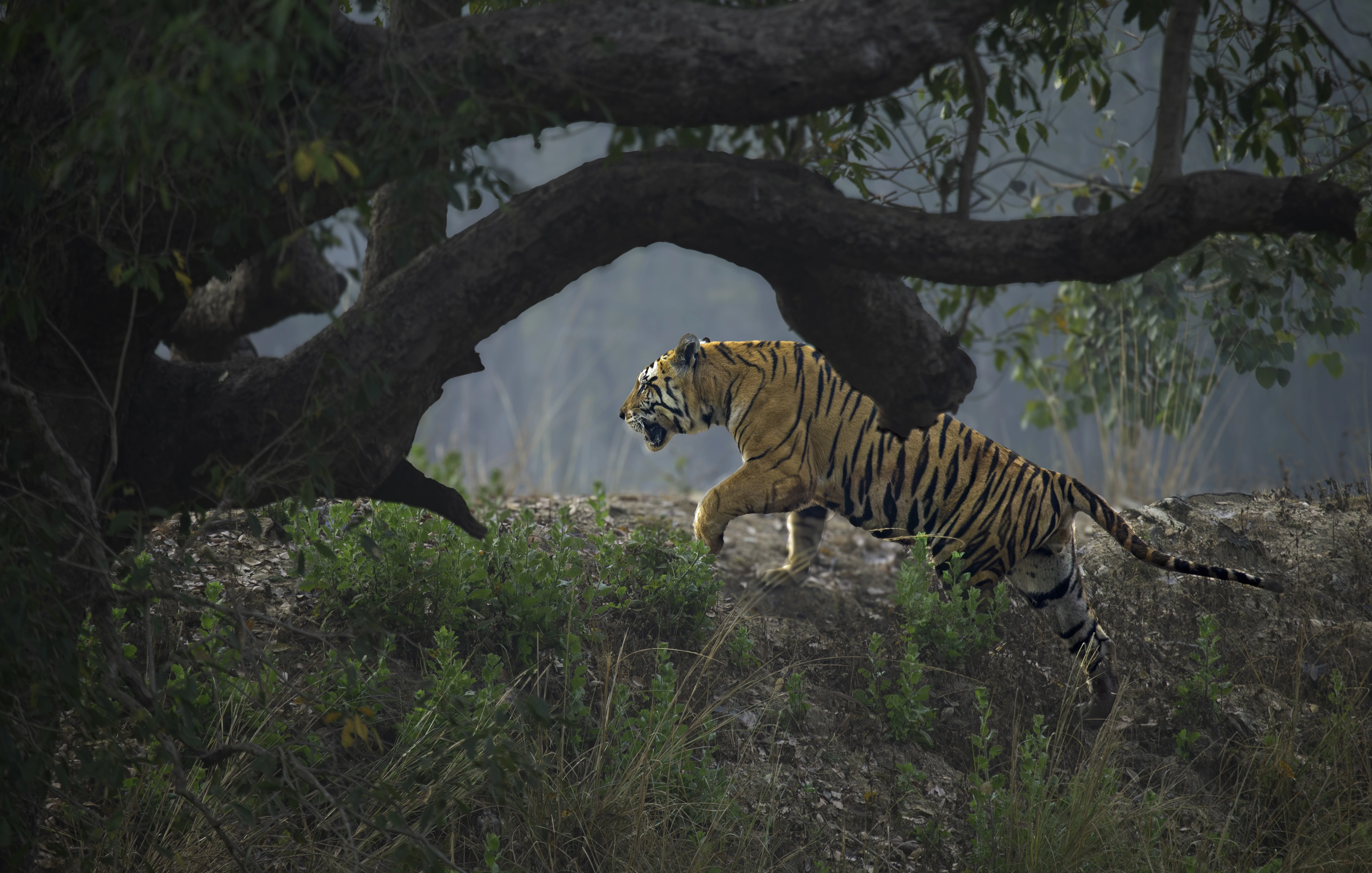 Kanha Bandhavgarh