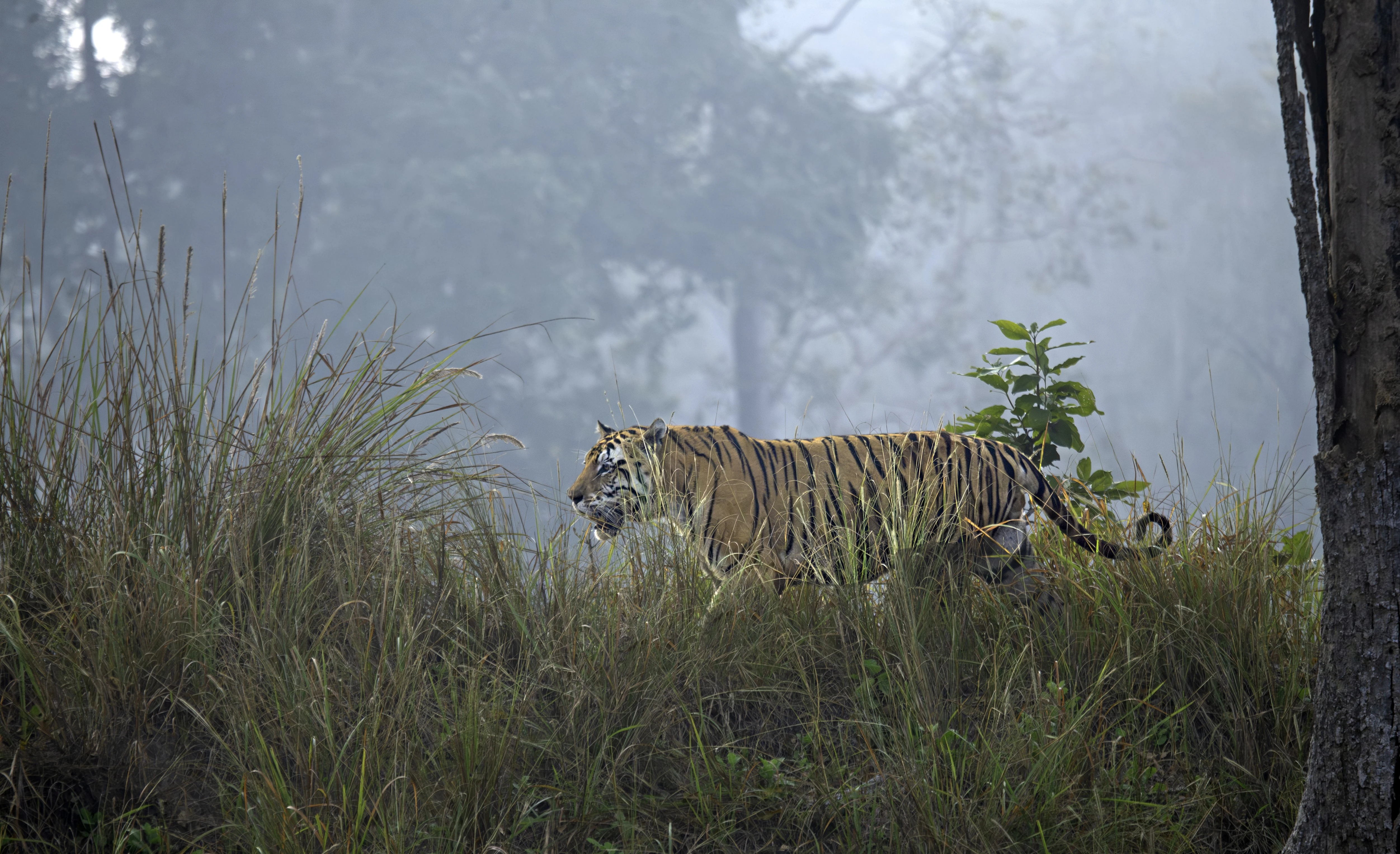 Kanha Safari