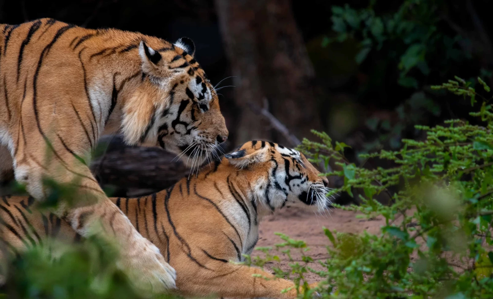 Tiger Sighting in Kanha National Park
