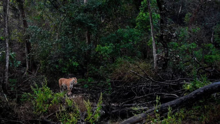 Kanha Kisli safari landscape