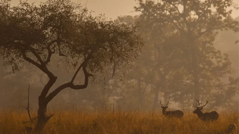 Kanha leisure tour