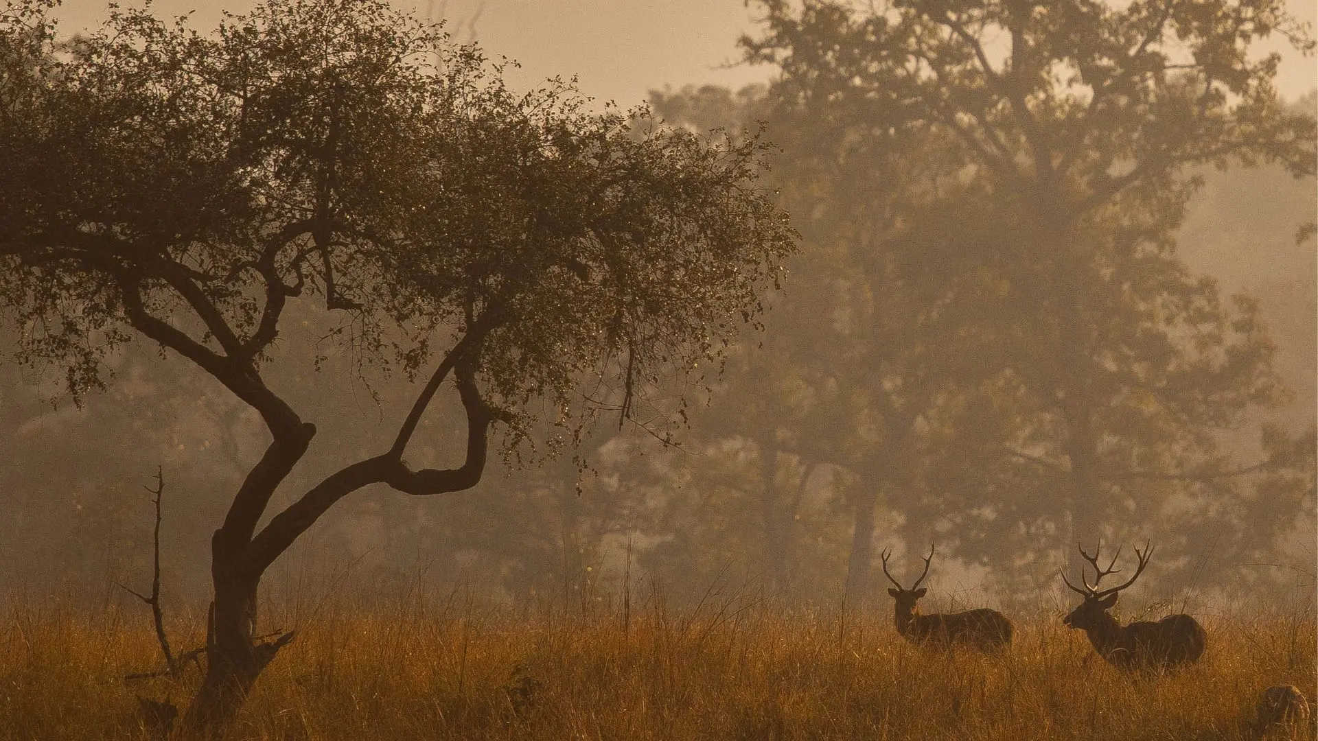 Kanha Safari Tour Package