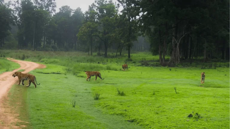Mukki Zone Kanha safari