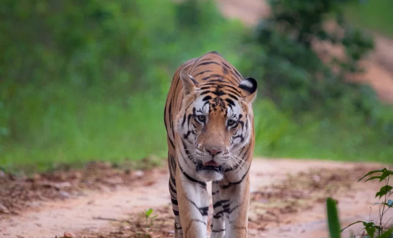 Pench and Kanha safari tour