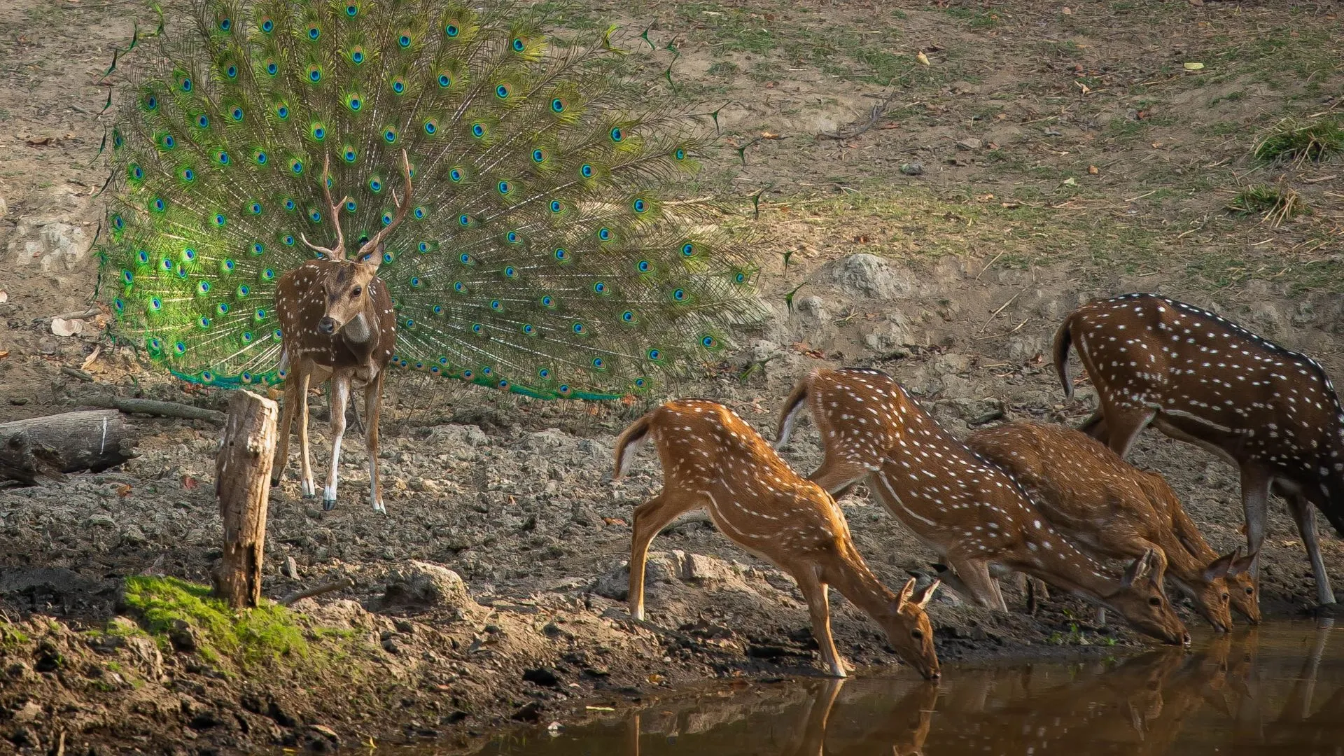 How to Reach Kanha National Park by Road